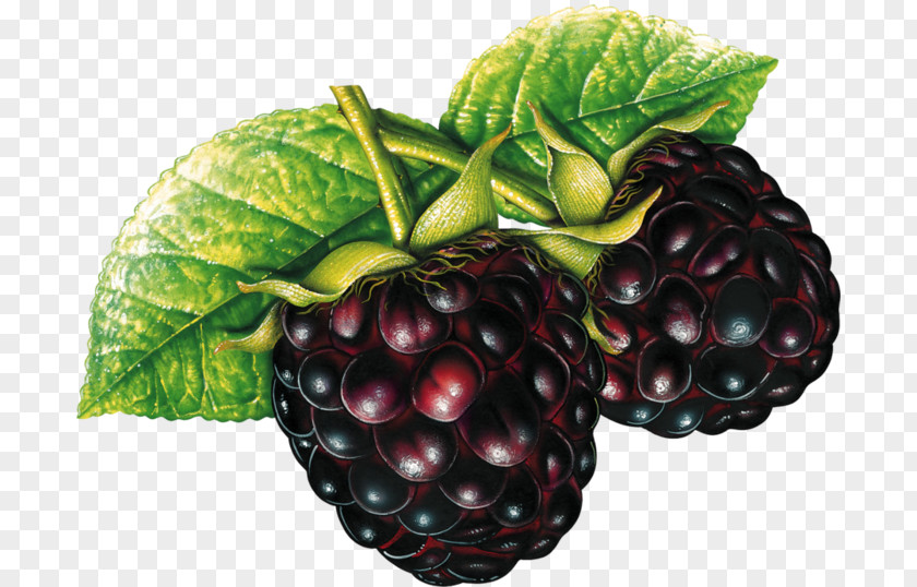 Blackberry Fruit Clip Art PNG