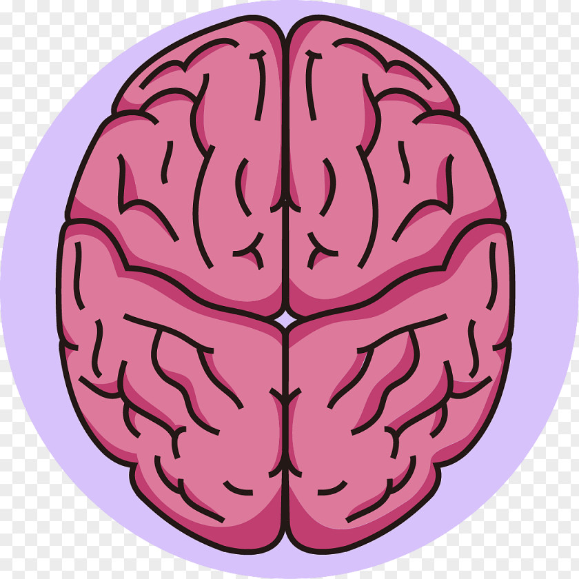 Brain Business Forebrain Clip Art Neurology PNG