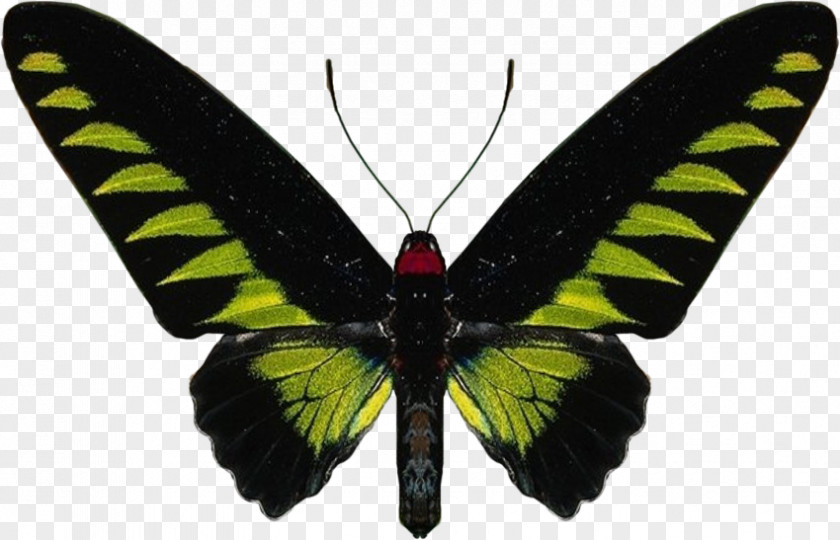 Butterfly Rajah Brooke's Birdwing Insect Royalty-free PNG