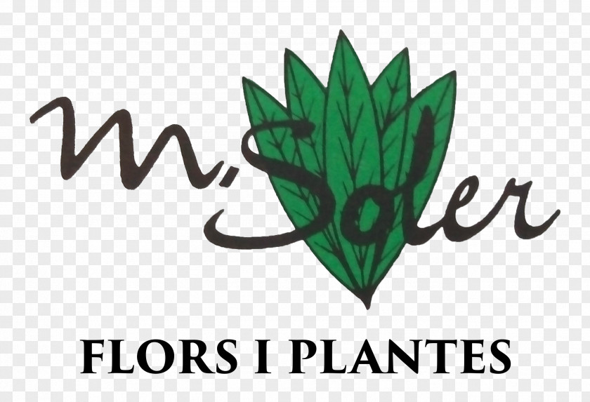 Carrer De Soler Logo Font Leaf Brand PNG
