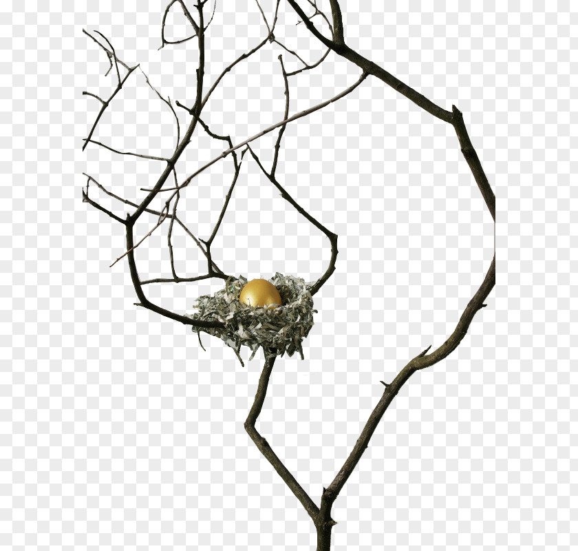 Creative Nest On Shuya Download PNG