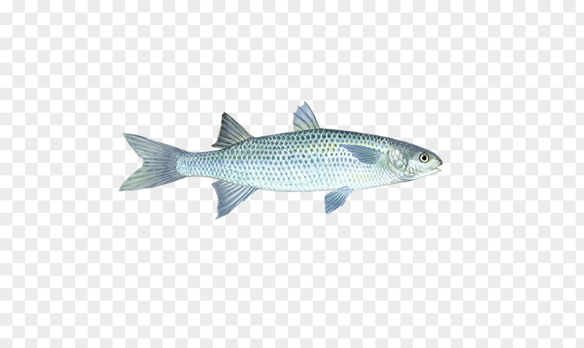 Fish Sardine Mullet Milkfish Coho Salmon Seafood Watch PNG