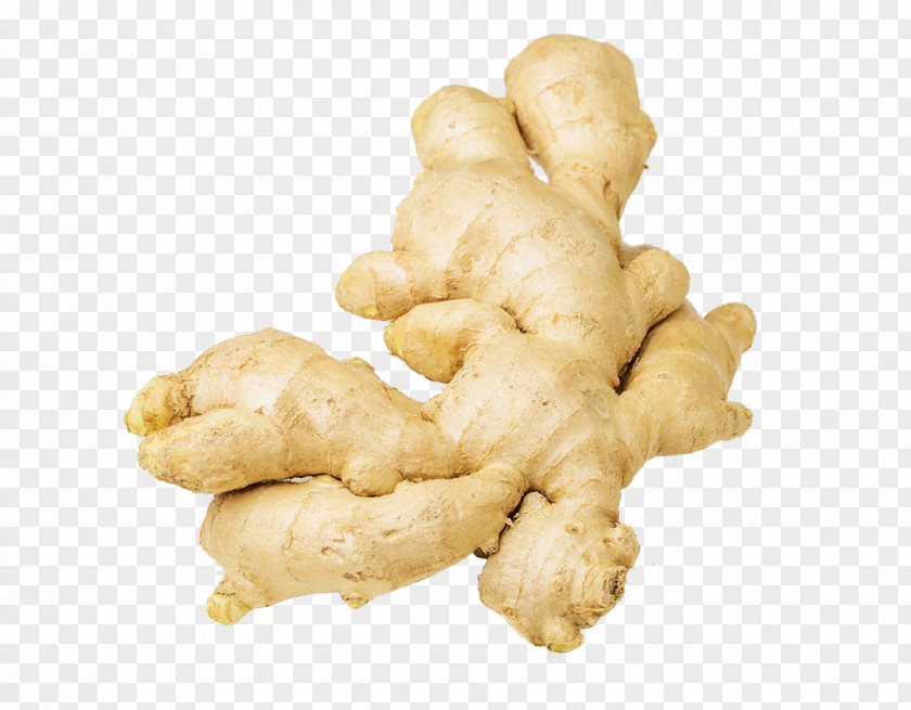 Fresh Ginger Photography Root Vegetables PNG