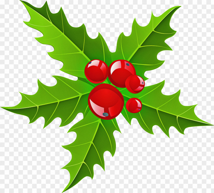 Fruit Woody Plant Holly PNG