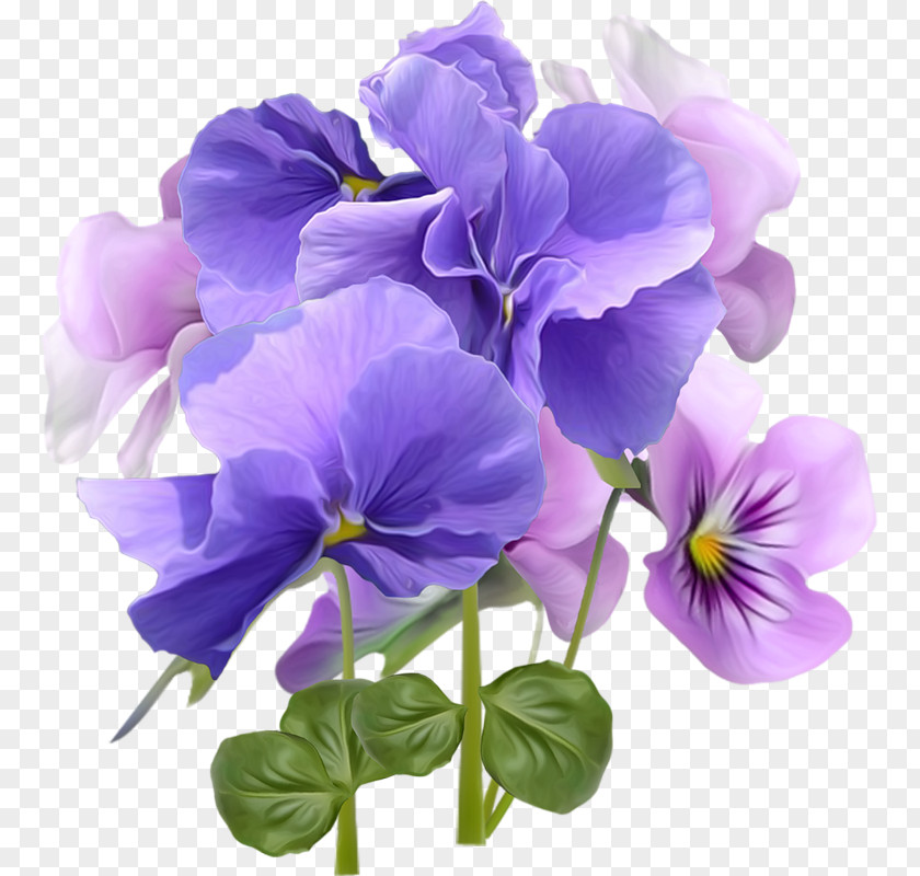 Violet Pansy Holiday Flower Birthday PNG