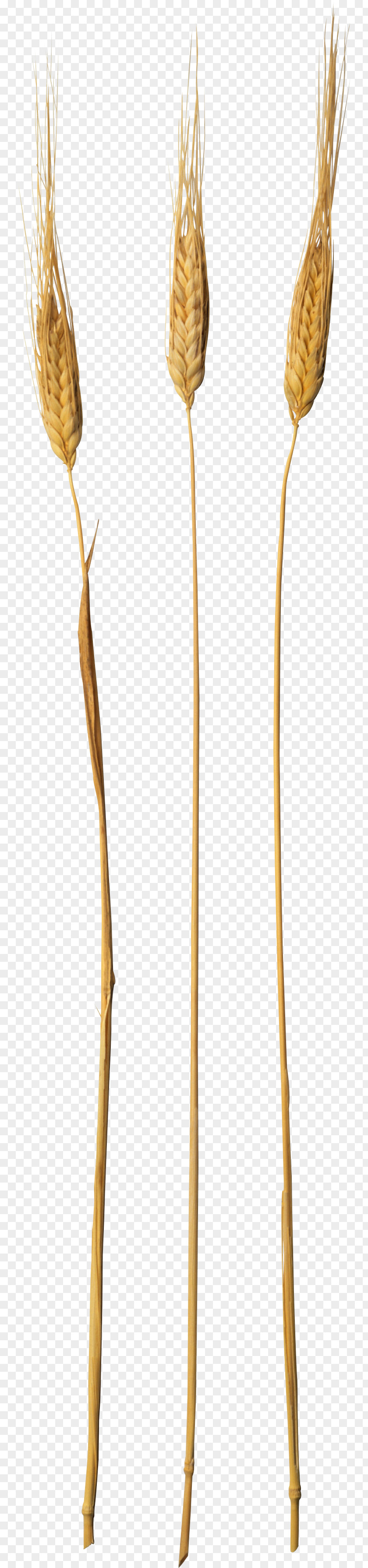 Wheat Plant Stem PNG