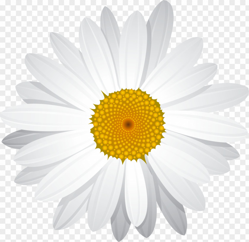 Yellow Daisy Common Clip Art PNG