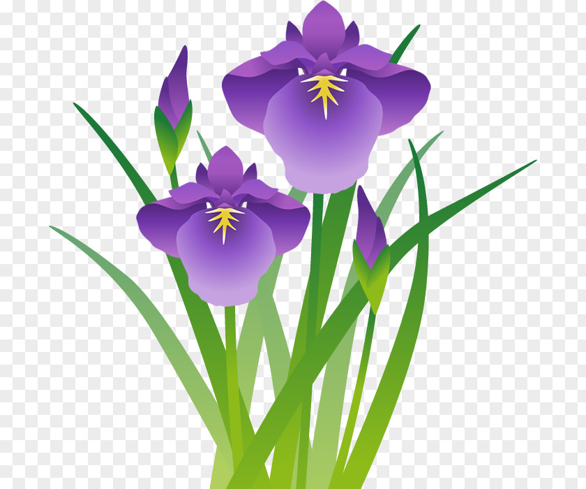 Botanical Wreath Iris Ensata Var. Sanguinea Sweet Flag Japanese 端午 PNG
