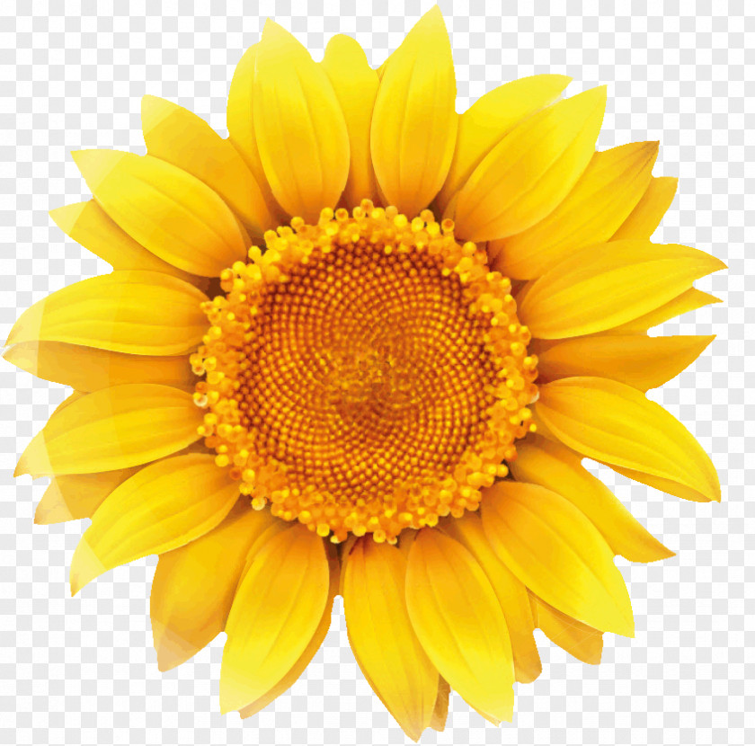 Chicory Common Sunflower Clip Art Image Vector Graphics Seed PNG