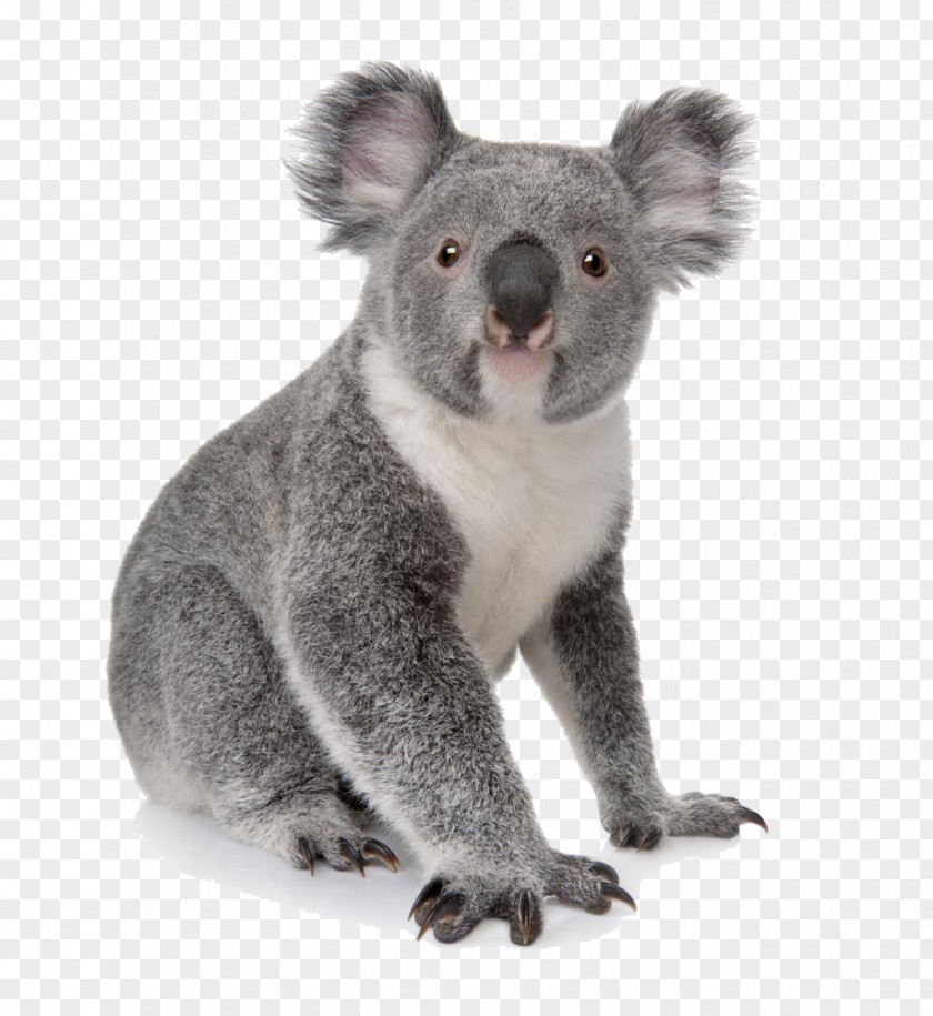 Koala Daze Australia Bear Cuteness Animal PNG