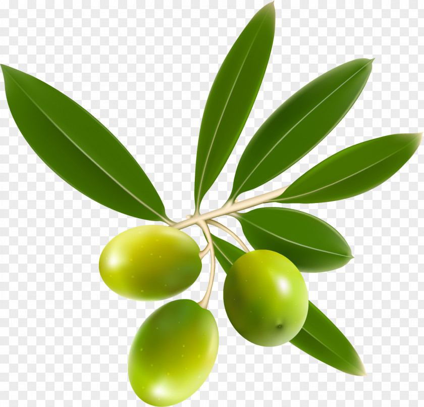 Olive Oil Leaf PNG