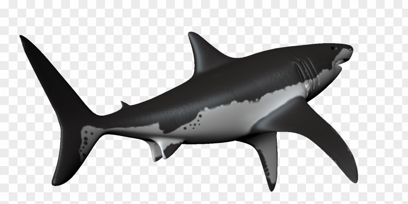 Sharks Hammerhead Shark Requiem Great White PNG