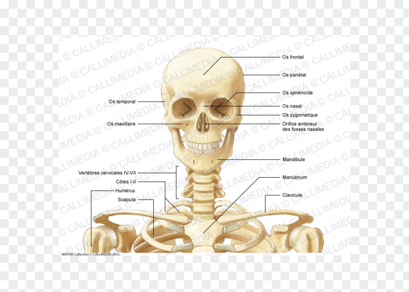 Skull Anterior Triangle Of The Neck Bone Anatomy Human Skeleton PNG