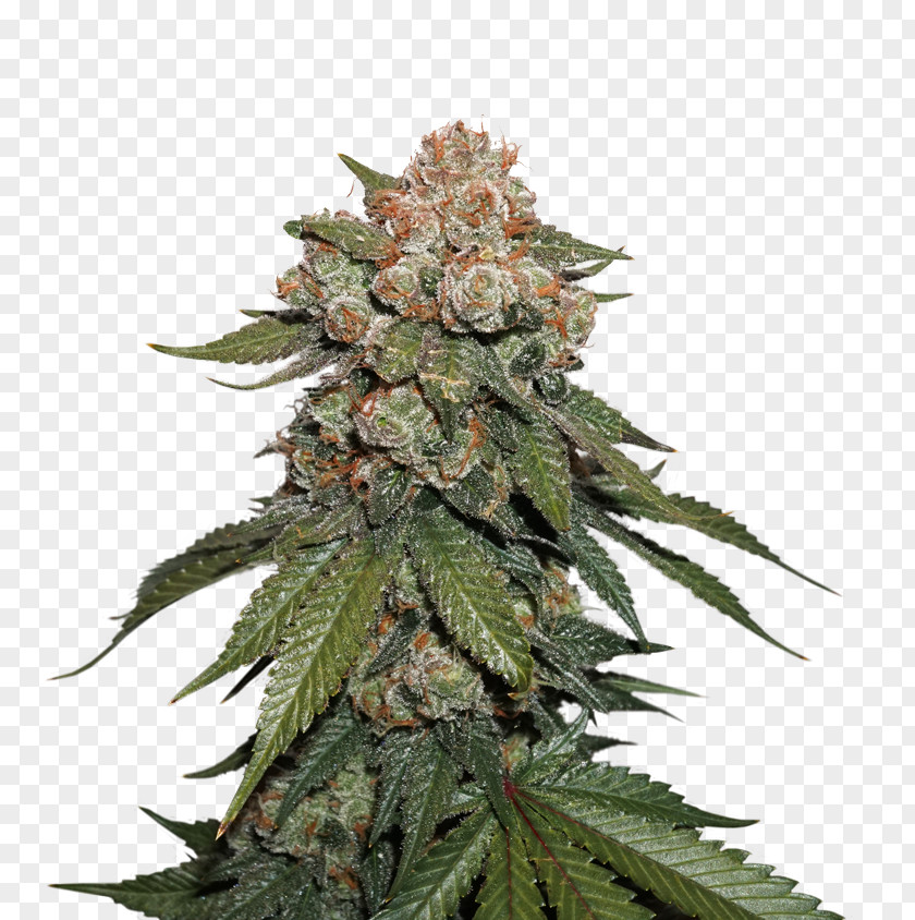 Skunk Seed Autoflowering Cannabis Sativa Kush PNG