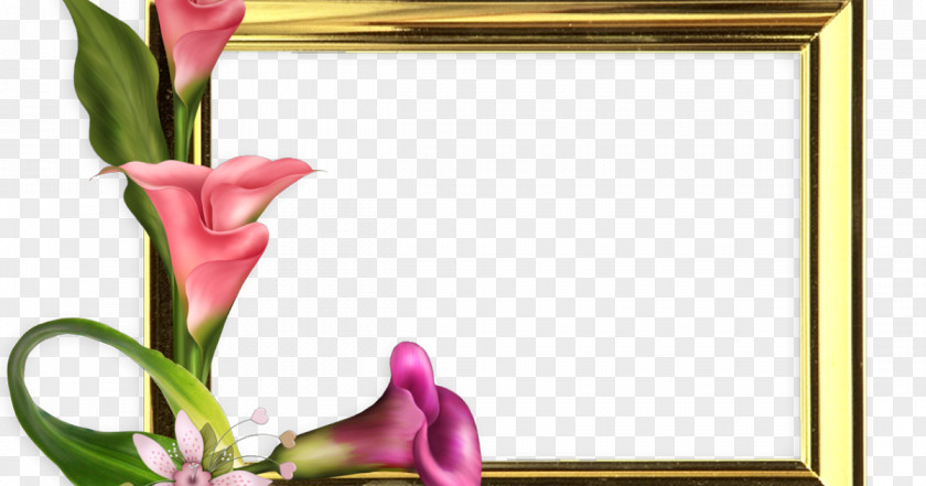 Zorra Elegante Paper Greeting Picture Frames PNG