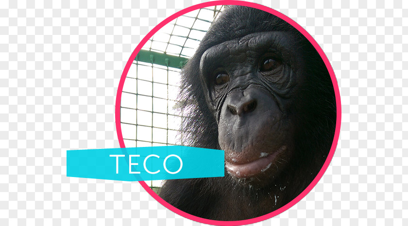 Bonobo Apes Common Chimpanzee Gorilla Ape Cognition And Conservation Initiative Monkey PNG