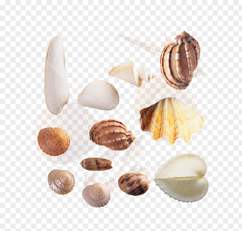 Conch Cockle Seashell Sea Snail Shellfish PNG