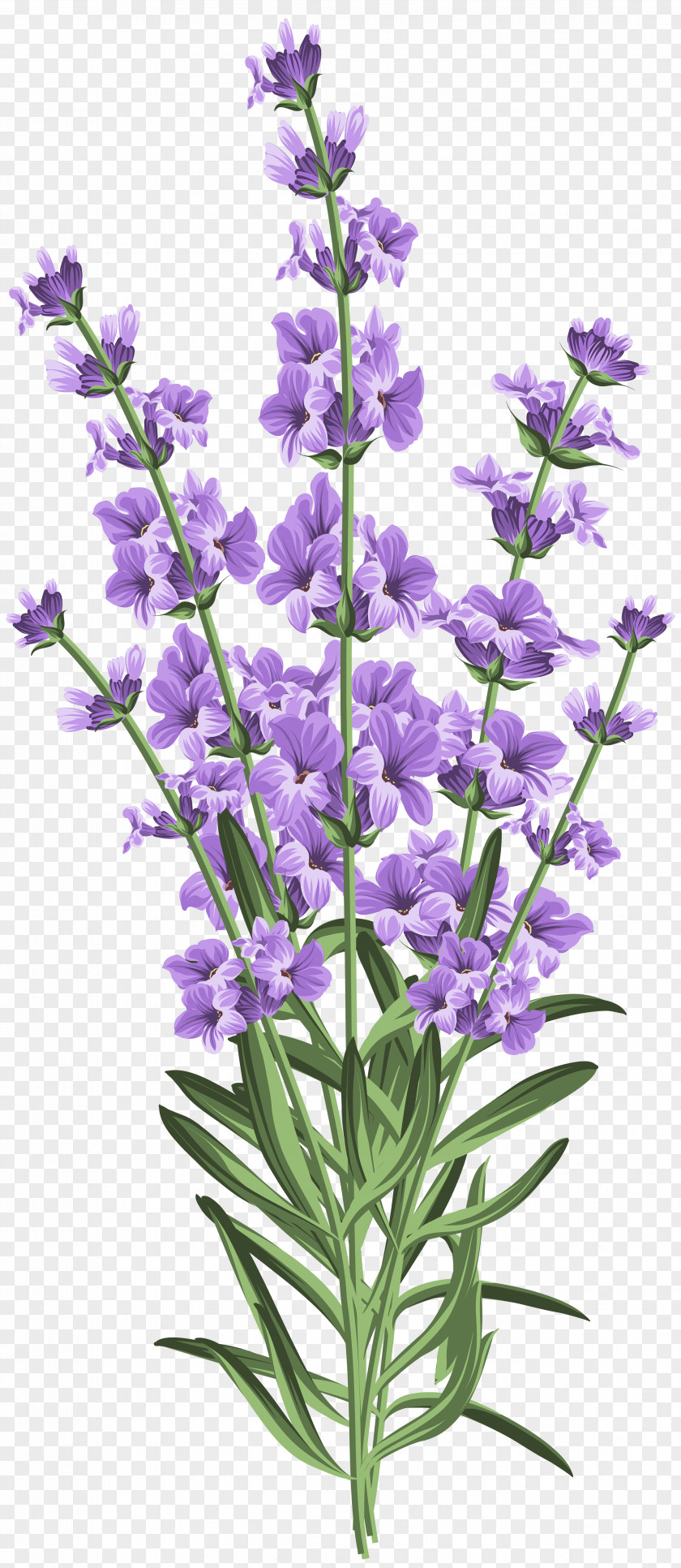 Lavender Wedding Invitation Flower Clip Art PNG