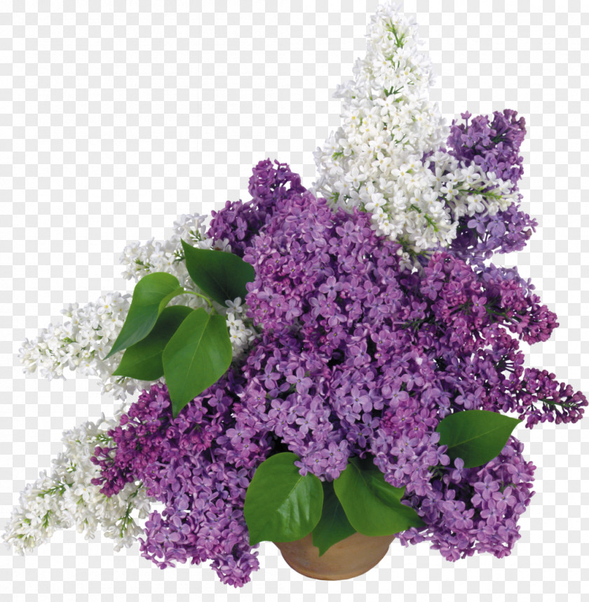 Lilac Common Desktop Wallpaper Clip Art PNG