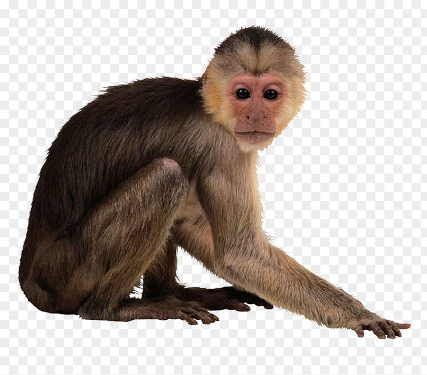 Monkey Clip Art Image Desktop Wallpaper PNG