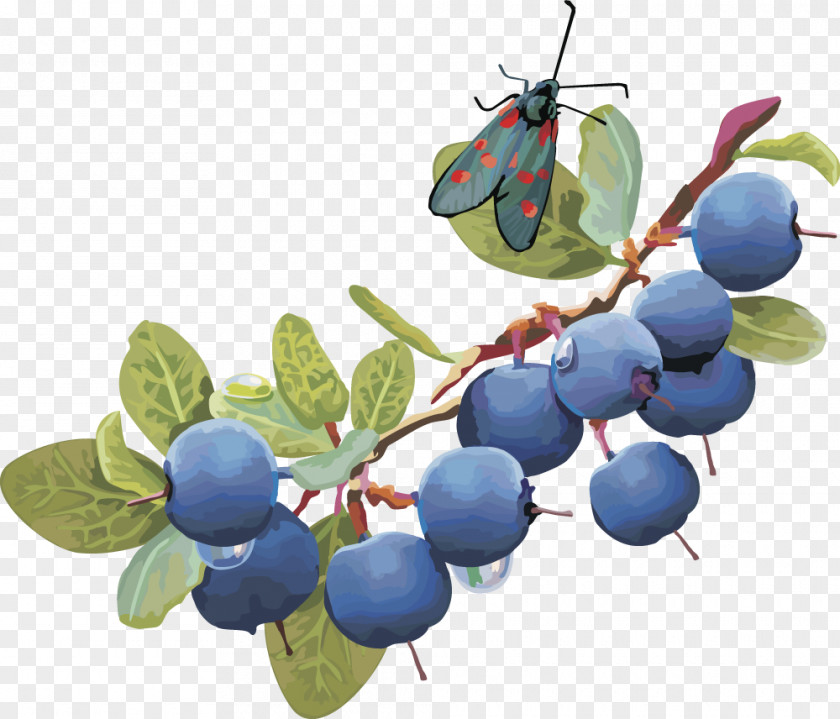 Vector Lantern Fruit Blueberry Fruit,blueberry Clip Art PNG