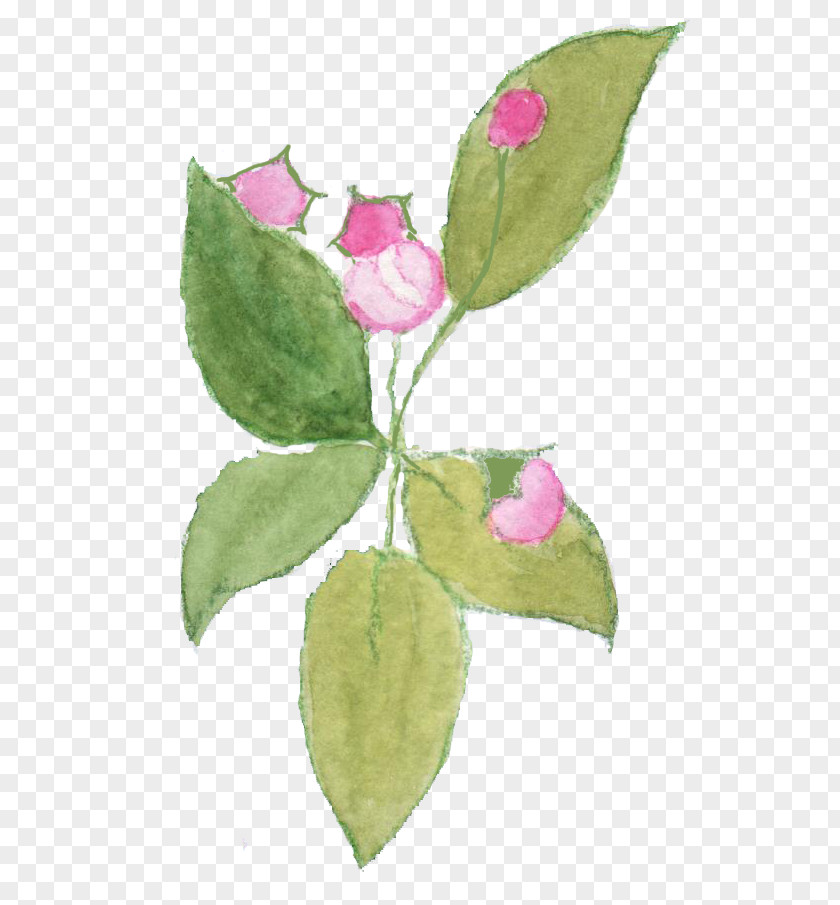 Apple Blossom Cabbage Rose Petal Fruit Tree Plant Stem PNG