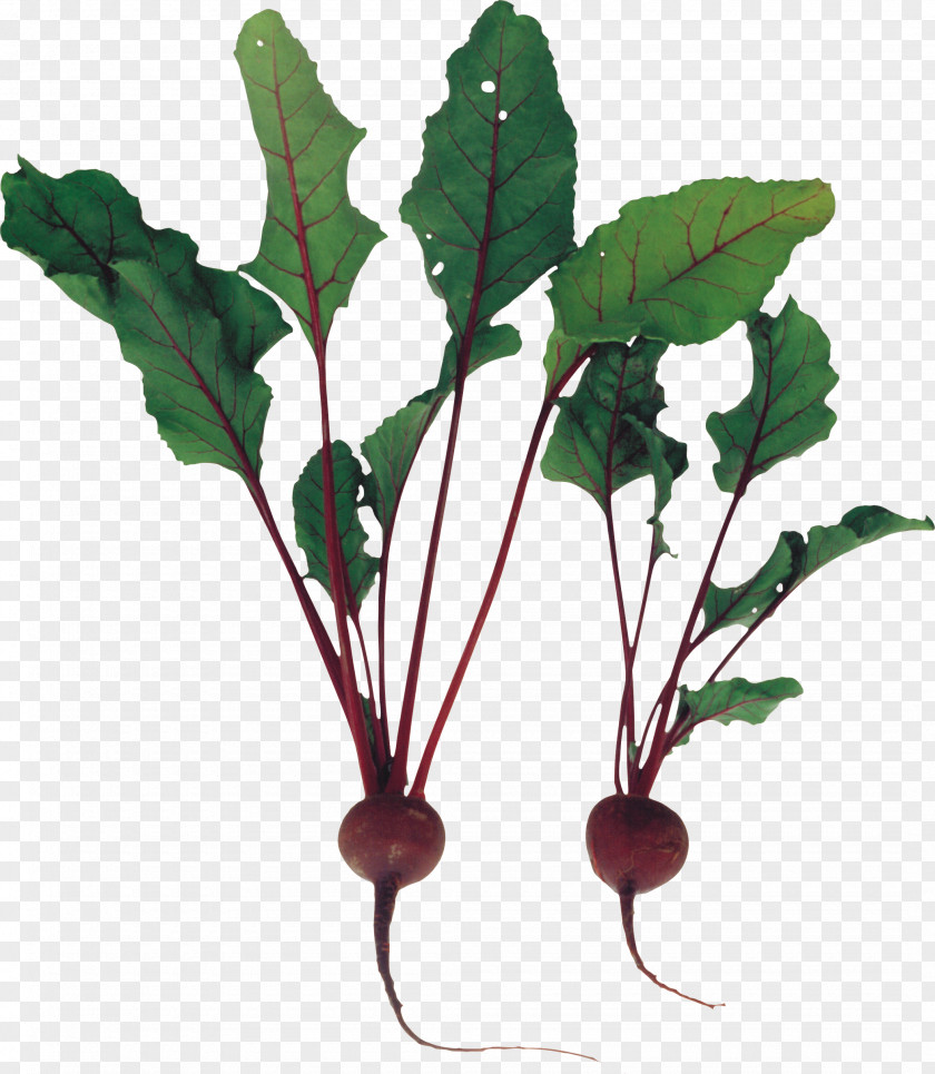 Beet Chard Beetroot Clip Art PNG