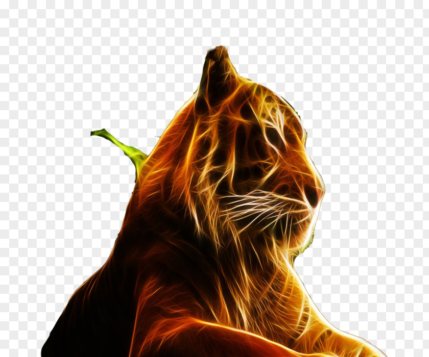 Fire Jaguar Tiger Felidae High-definition Television Display Resolution Wallpaper PNG