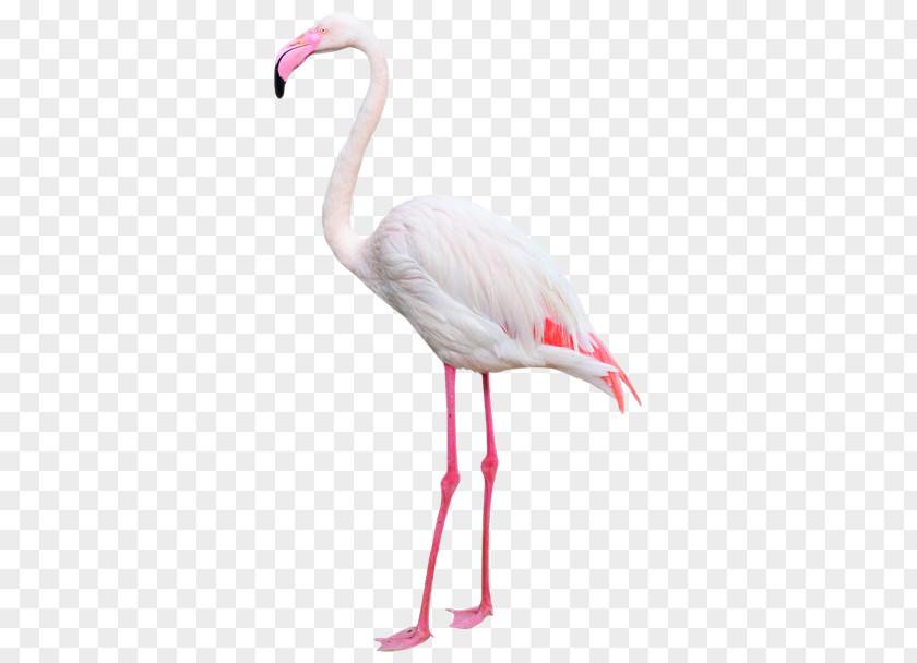 Flamingos Water Bird Greater Flamingo Beak Photography PNG