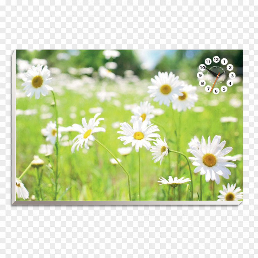 Stroke Line Desktop Wallpaper Flower Common Daisy Green PNG
