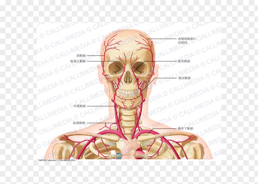 Superficial Temporal Nerve Head And Neck Anatomy Common Carotid Artery Vein PNG