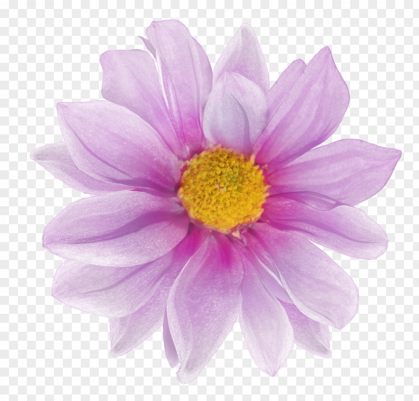 Chamomile Flower Albom Clip Art PNG