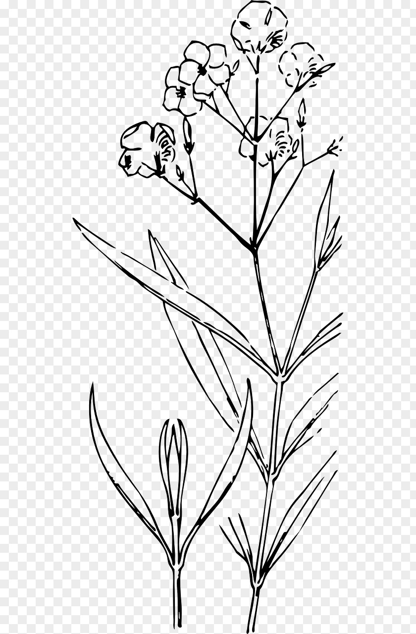 Flower Plant Stem Drawing Painting PNG