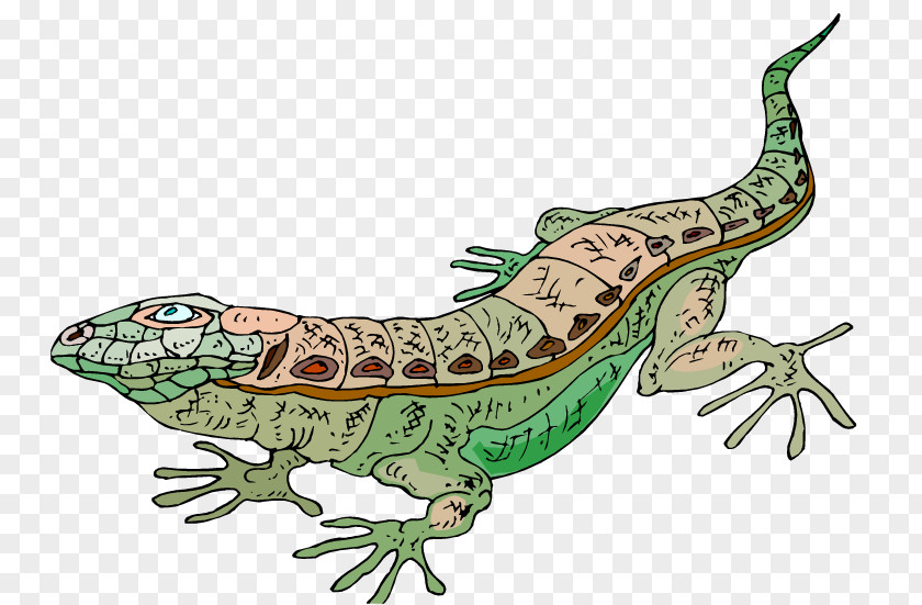 Free Lizard Cliparts Texas Horned Desert Clip Art PNG