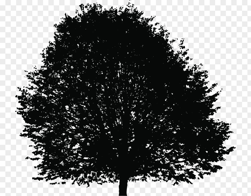 Lush Tree Top Silhouette Deciduous Clip Art PNG