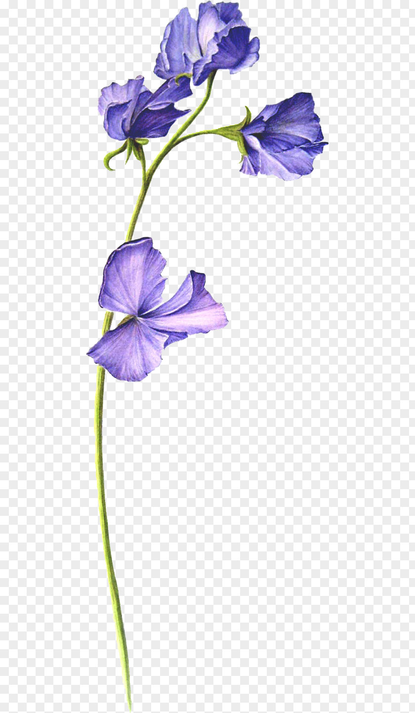 Pea Sweet Botanical Illustration Flower PNG