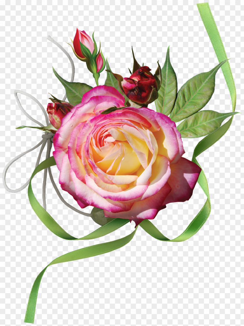 Pink Rose Garden Roses PNG