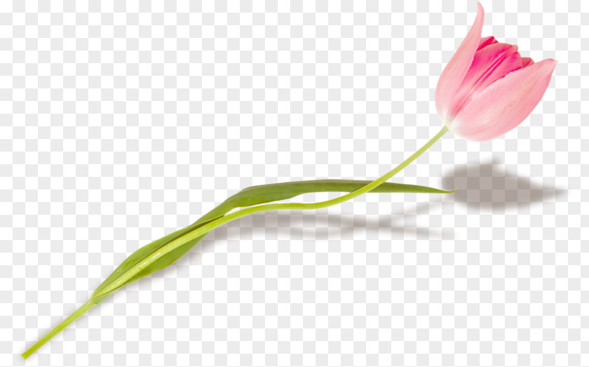 Tulip Flower Petal Plant Stem Bud PNG