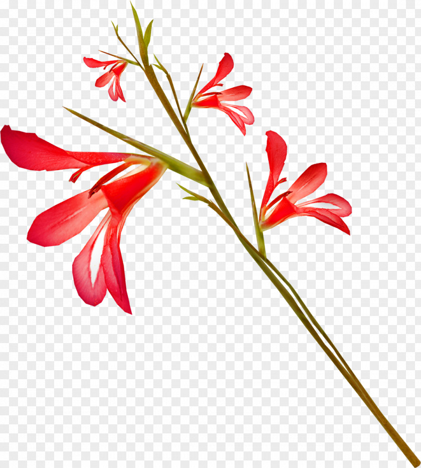 Gladiolus Petal Cut Flowers Floral Design PNG