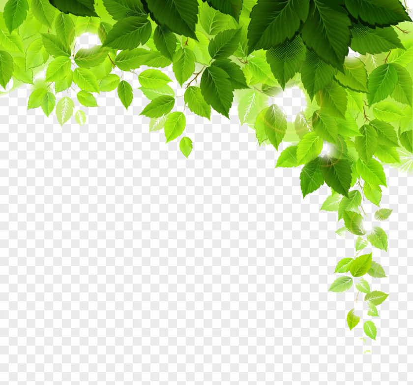 Green Leaves Plant Desktop Wallpaper Tree PNG