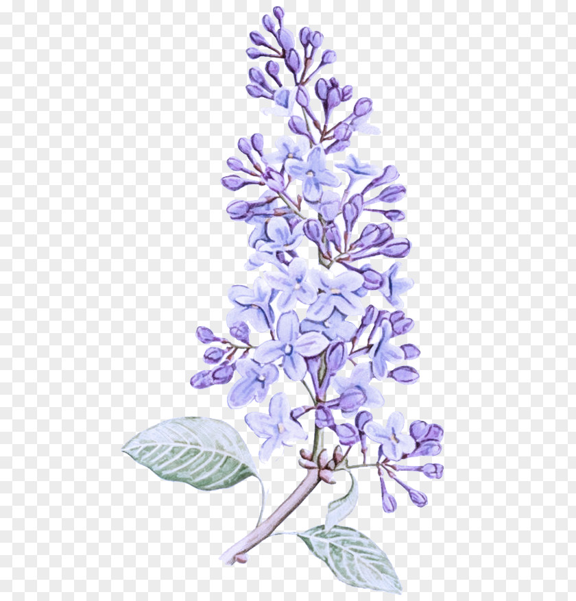 Lavender PNG