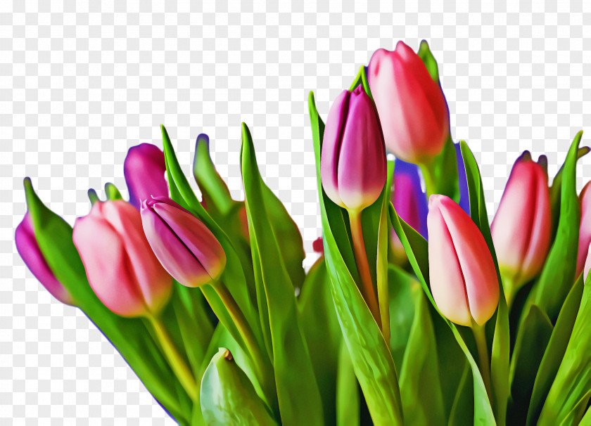 Lily Family Tulipa Humilis Valentines Day Background PNG