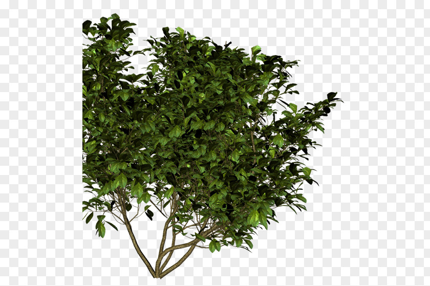 Painting Shrub Common Ninebark Flower Branch PNG