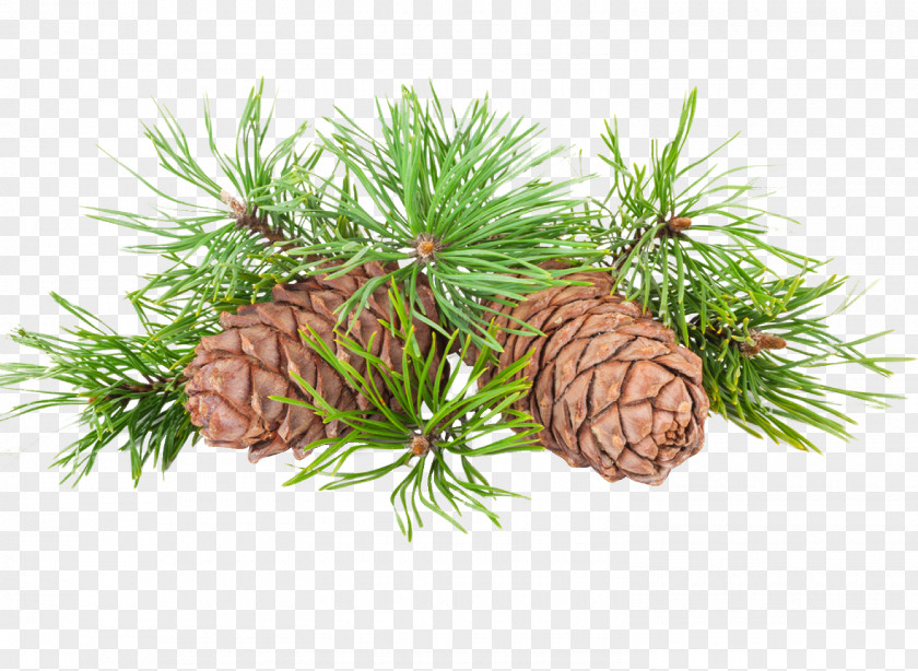 Pine Nut Conifer Cone Shelf Life PNG