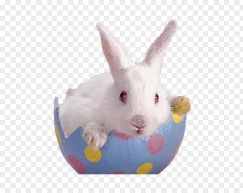A Blue Eggshell White Rabbit Easter Bunny Dwarf Hotot Flemish Giant PNG