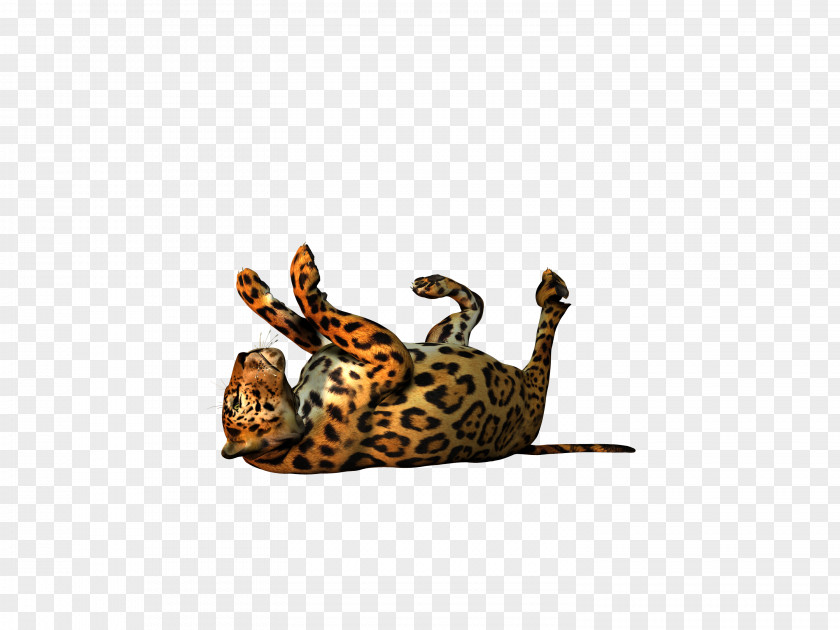 Cat Reptile Tail Wildlife PNG