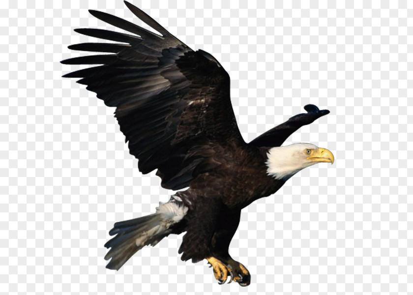 Eagle Atlxe9tico Clube Juventus Bald PNG