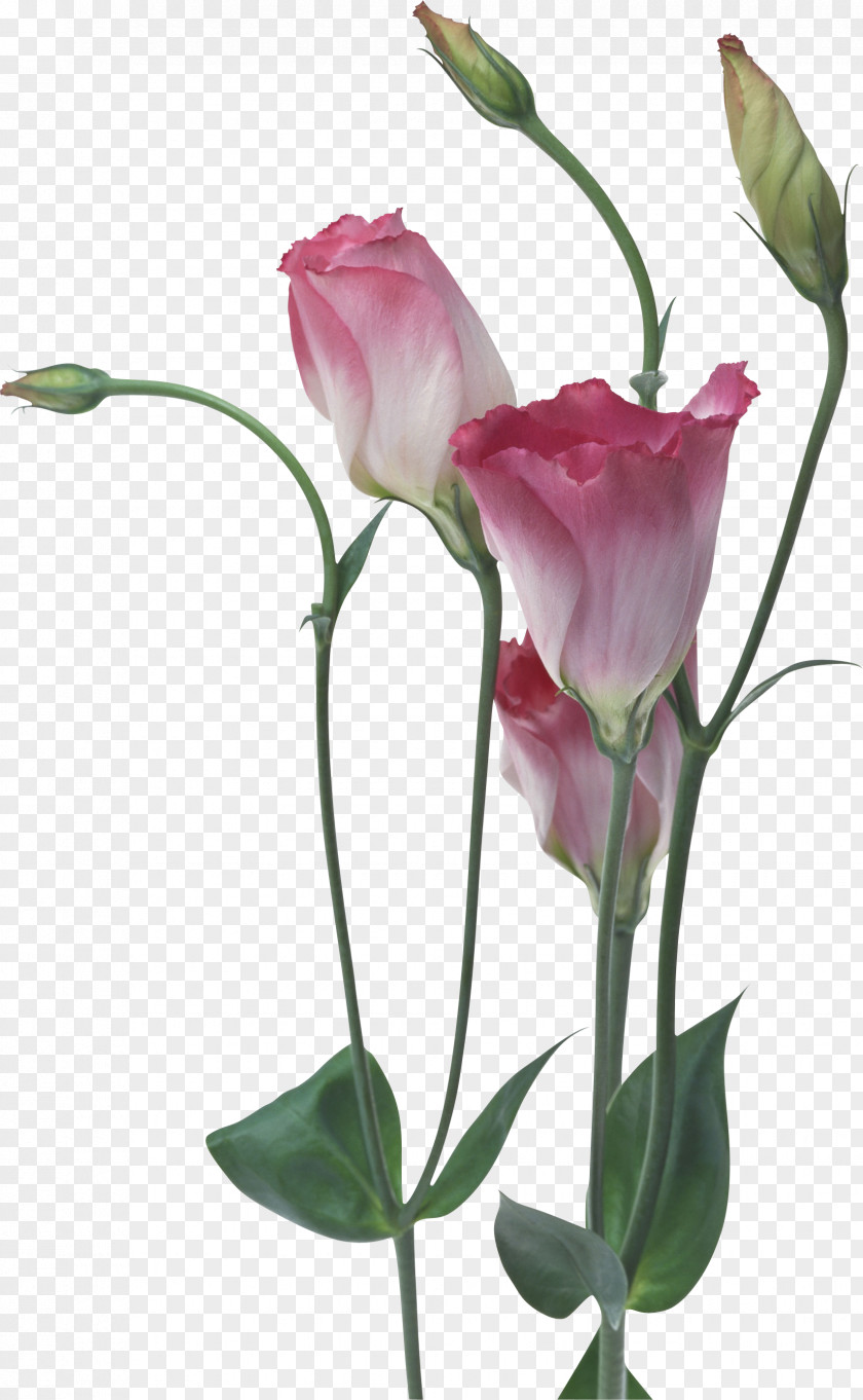 Flower Vase Display Resolution Desktop Wallpaper Garden Roses High-definition Television PNG