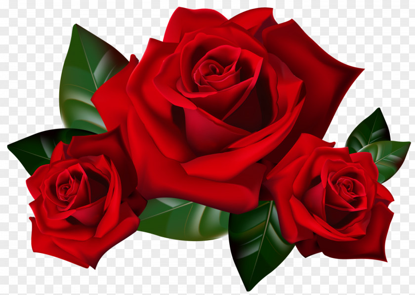 Red Rose Flower Clip Art PNG