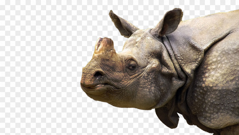 Rhino Creative White Rhinoceros Horn Sumatran PNG